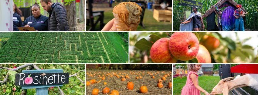 Cueillette de pommes près de Montréal