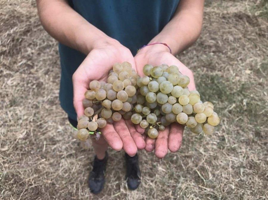 RAW WINE Montréal 2024