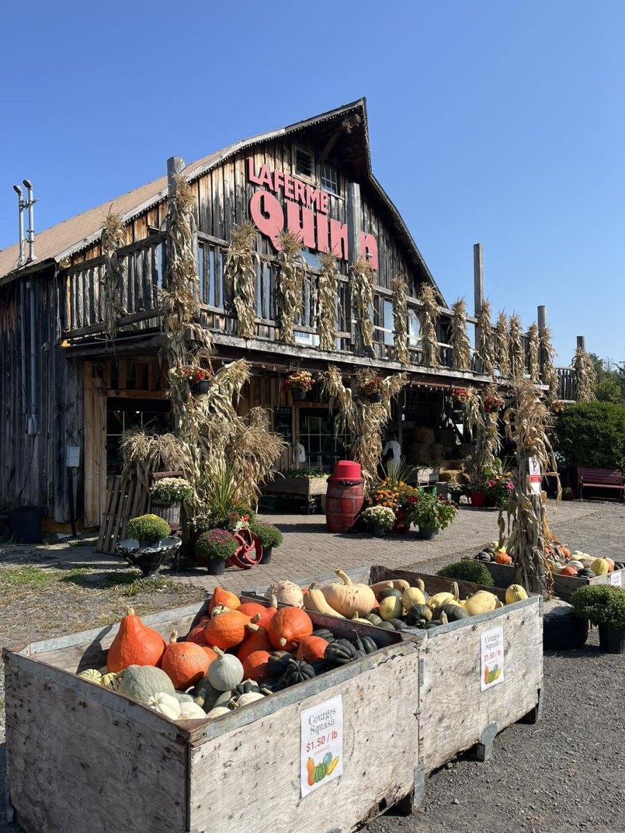 Cueillette de citrouilles Montréal