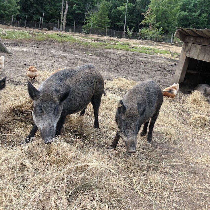 &Eacute;rabli&egrave;re du Sanglier - Restaurants Lachute - Avis, photos et menus