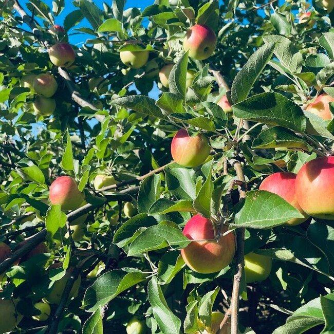 Petit et Fils - Verger et Cidrerie - Restaurants Resto-Bar Mont-Saint-Hilaire