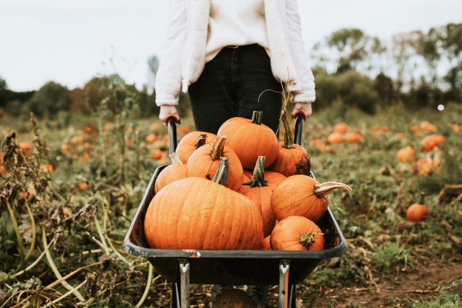 Pumpkin Picking Within an Hour of Montreal: 2024 Guide