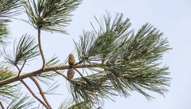 Shinrin-Yoku hivernal au Mont-Royal
