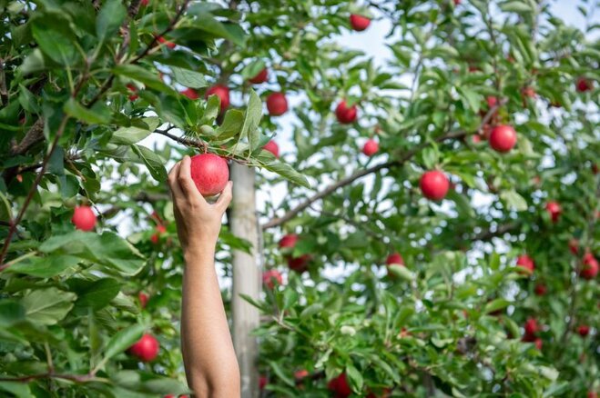 Cueillette des pommes et beignets pour Leucan chez Verger Denis Charbonneau